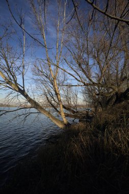 Göl kıyısındaki bir parkta çıplak bir ağaç.