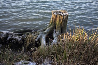 Göl kıyısında ağaç kütüğü