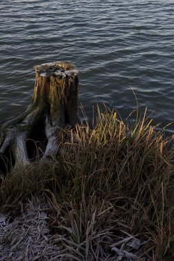 Göl kıyısında ağaç kütüğü