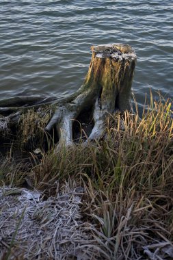 Göl kıyısında ağaç kütüğü