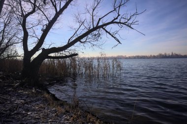 Göl kıyısındaki bir parkta çıplak bir ağaç.