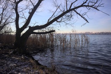 Göl kıyısındaki bir parkta çıplak bir ağaç.