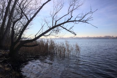 Göl kıyısındaki bir parkta çıplak bir ağaç.