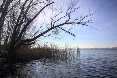 Göl kıyısındaki bir parkta çıplak bir ağaç.
