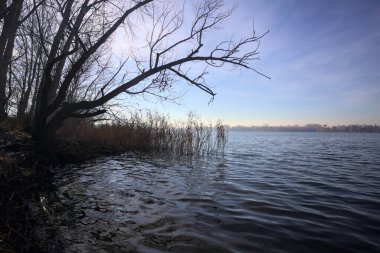 Göl kıyısındaki bir parkta çıplak bir ağaç.