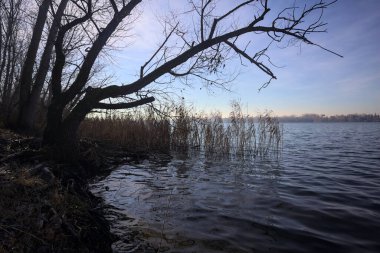 Göl kıyısındaki bir parkta çıplak bir ağaç.