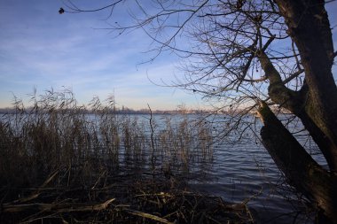 Göl kıyısındaki bir parkta çıplak bir ağaç.