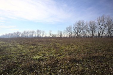 Bir sıra ağacın olduğu bir parkta temizlik yapmak.