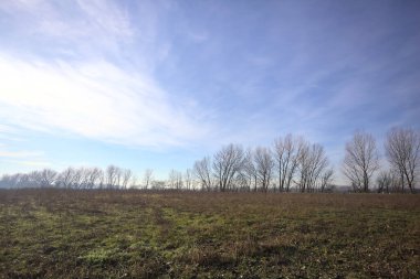 Bir sıra ağacın olduğu bir parkta temizlik yapmak.