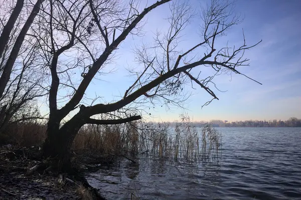 Göl kıyısındaki bir parkta çıplak bir ağaç.