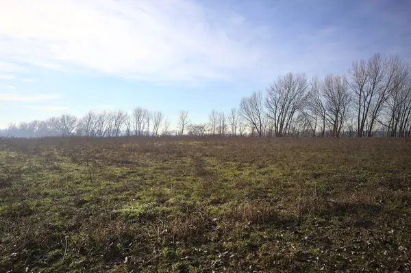 Bir sıra ağacın olduğu bir parkta temizlik yapmak.