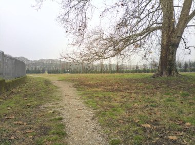 Bulutlu bir günde çıplak bir ağacın yanındaki toprak izi.