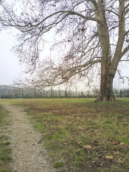 Bulutlu bir günde çıplak bir ağacın yanındaki toprak izi.