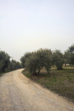 Zeytin ağacının kenarındaki toprak yol.