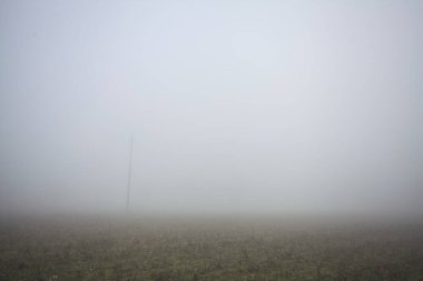 Siste çıplak ağaçlar ve sütunlar