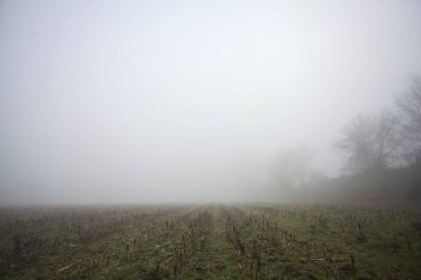 Siste çıplak ağaçlar ve sütunlar