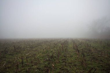 Siste çıplak ağaçlar ve sütunlar