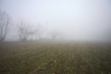 Siste çıplak ağaçlar ve sütunlar