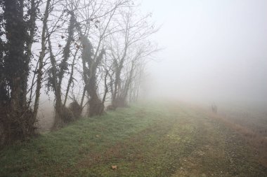 Sisteki çıplak ağaçlarla çevrili toprak yol.