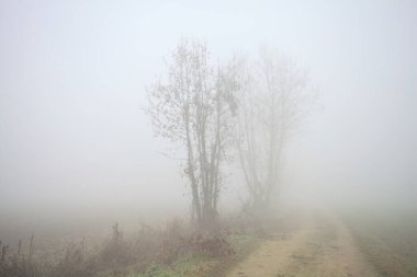 Sisteki çıplak ağaçlarla çevrili toprak yol.