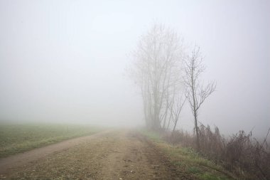 Sisteki çıplak ağaçlarla çevrili toprak yol.