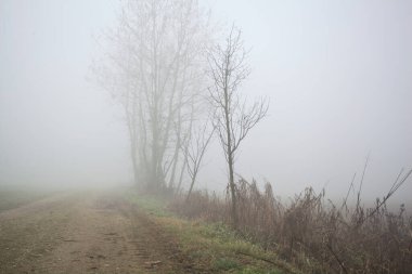 Sisteki çıplak ağaçlarla çevrili toprak yol.