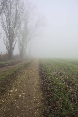Sisteki çıplak ağaçlarla çevrili toprak yol.