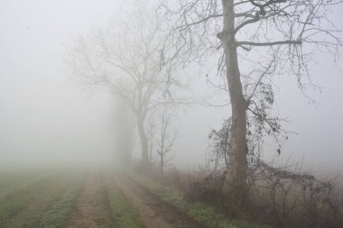 Toprak yolda kavak yayı