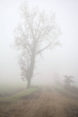 Toprak yolda kavak yayı
