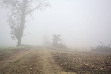 Toprak yolda kavak yayı