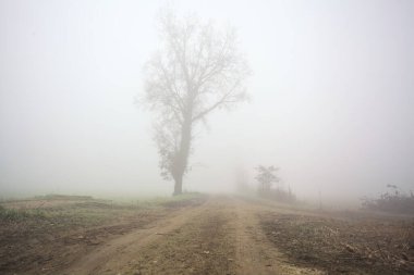 Toprak yolda kavak yayı