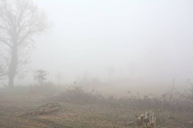 Sisteki çıplak ağaçlarla çevrili toprak yol.