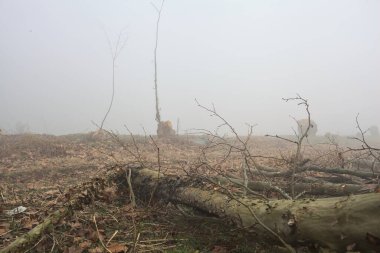Kesilmiş ağaçlar ve dallar bir yolun kenarında