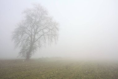 Sisli bir günde çimenli bir yolda çıplak kavak kemeri.
