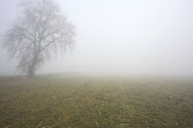 Sisli bir günde çimenli bir yolda çıplak kavak kemeri.
