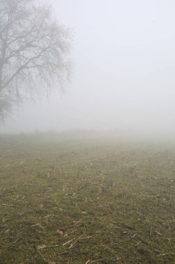 Sisli bir günde çimenli bir yolda çıplak kavak kemeri.