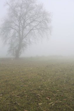 Sisli bir günde çimenli bir yolda çıplak kavak kemeri.