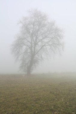 Sisli bir günde çimenli bir yolda çıplak kavak kemeri.