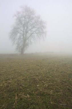Sisli bir günde çimenli bir yolda çıplak kavak kemeri.