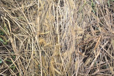 Yere basılmış kadife kuyruklar.