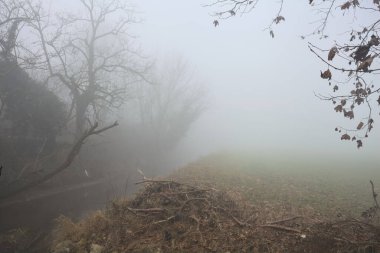 Sisteki ağaçlarla çevrili bir dere.