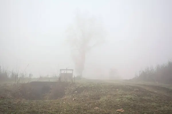 Dirt path with a poplar on a foggy day