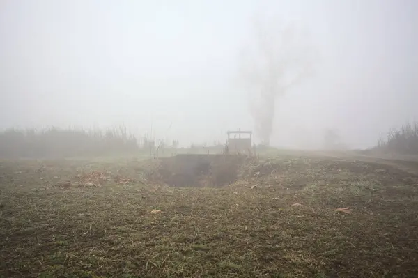 Dirt path with a poplar on a foggy day