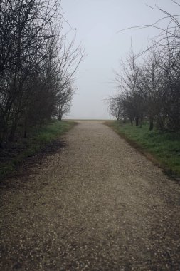 Çıplak çalılarla çevrili kir yolu.
