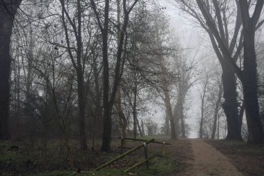 Göle giden bir parkta yol
