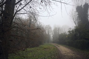 Sisli bir günde parkta bitkilerle çevrili bir yol.