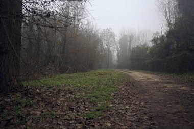 Sisli bir günde parkta bitkilerle çevrili bir yol.