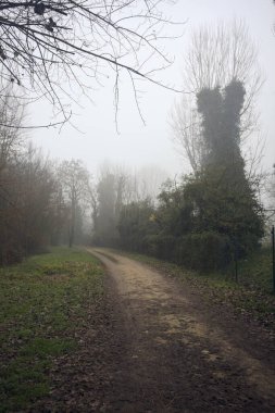 Sisli bir günde parkta bitkilerle çevrili bir yol.