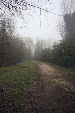 Sisli bir günde parkta bitkilerle çevrili bir yol.