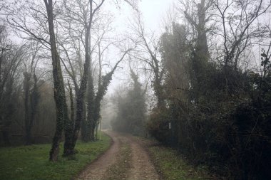 Sisli bir günde parkta bitkilerle çevrili bir yol.